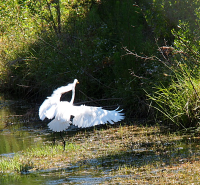 [The large, all-white bird has its right wing outstretched with feathers fluttering, its tail feathers fully fanned, and its left wing is curved forward. Photo views the egret from the back side as it is about a foot above the water near the hillside leading down to the pond.]